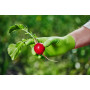 Перчатки нитриловые Mercator Medical GoGrip Green зеленые размер L 50 шт